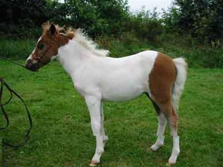 Dansk Miniature Egehøj`s Sun Dancer - Sun, Årets føl 2004 (DMHF) billede 3