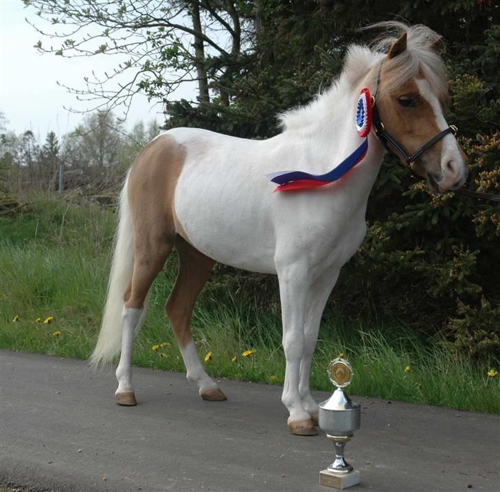 Dansk Miniature Egehøj`s Sun Dancer - Sun, Årets standarthoppe 2004 (DMHF) billede 4