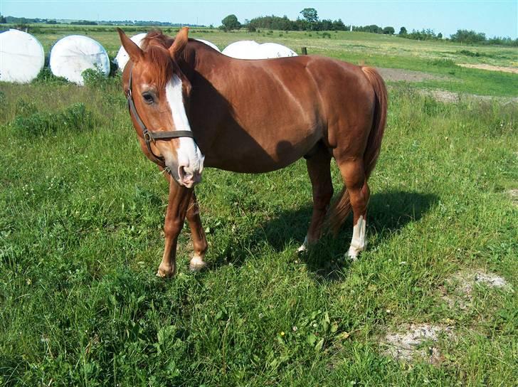 Dansk Varmblod Sheik<3 R.I.P - Min Sheik billede 1