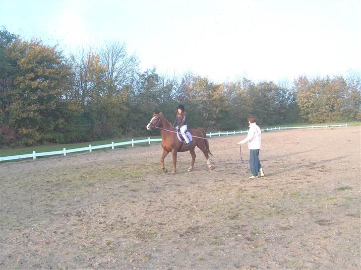 Dansk Varmblod Sheik<3 R.I.P - Ride! :* billede 2