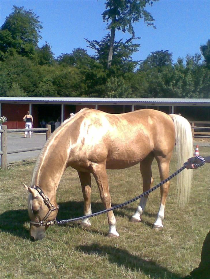 Palomino Shulay Faberge billede 1