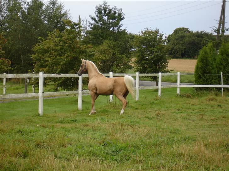 Palomino Shulay Faberge billede 2