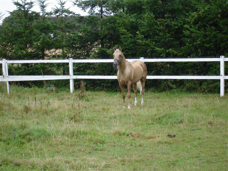 Palomino Shulay Faberge billede 6