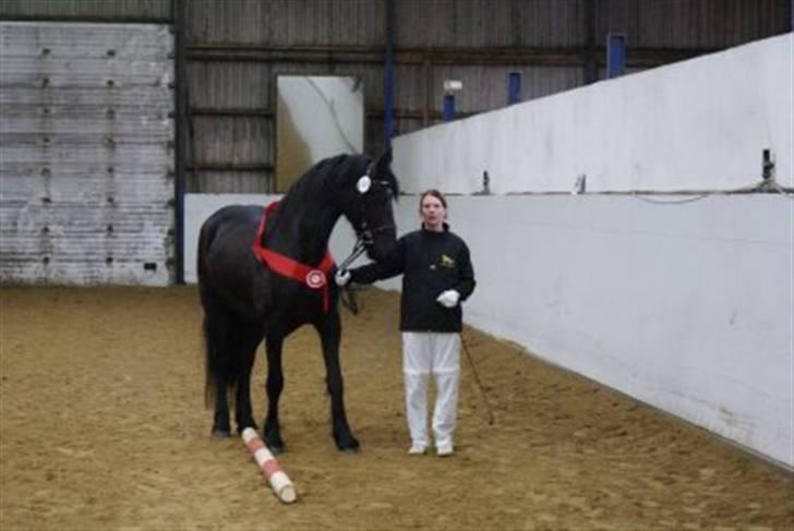 Frieser Natasja von der monden - skuets bedste hest billede 6