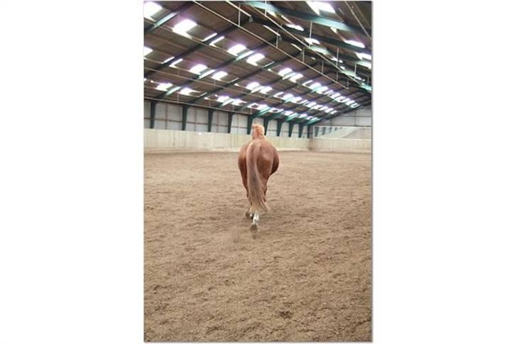 Anden særlig race Umbra Sputnik †Død† billede 8