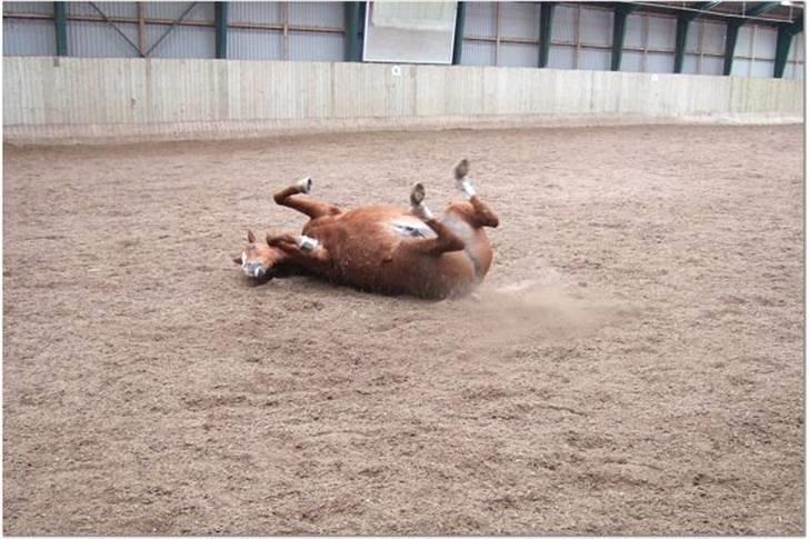 Anden særlig race Umbra Sputnik †Død† billede 9