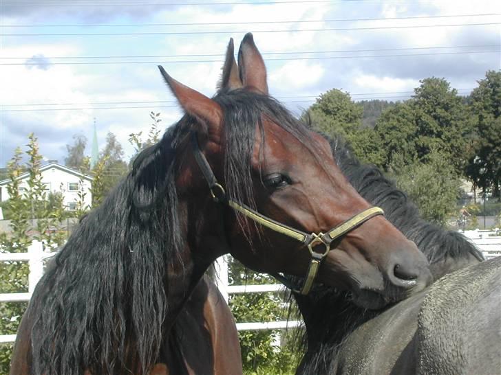 Traver Non Stop M. - hygge ude i sommers billede 2