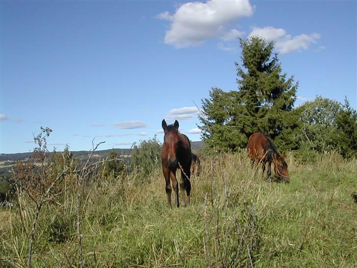 Traver Non Stop M. - non som føl..med mor trygt i baggrunden billede 3