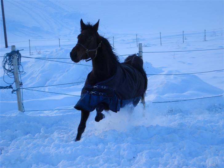 Traver Non Stop M. - bonde traveren:p billede 4