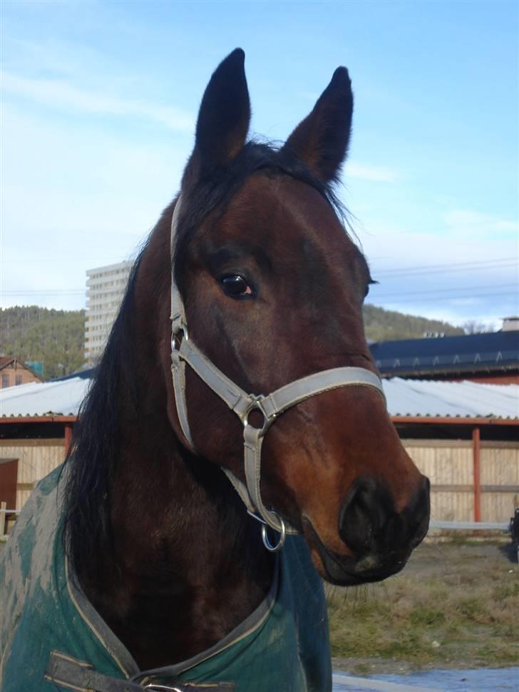 Traver Non Stop M. - en søndag formiddag billede 5
