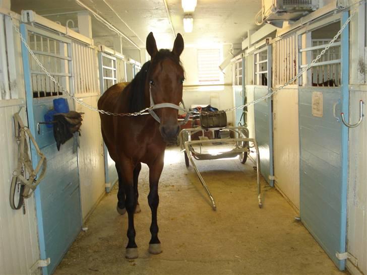 Traver Non Stop M. - inden våres siste køretur billede 6