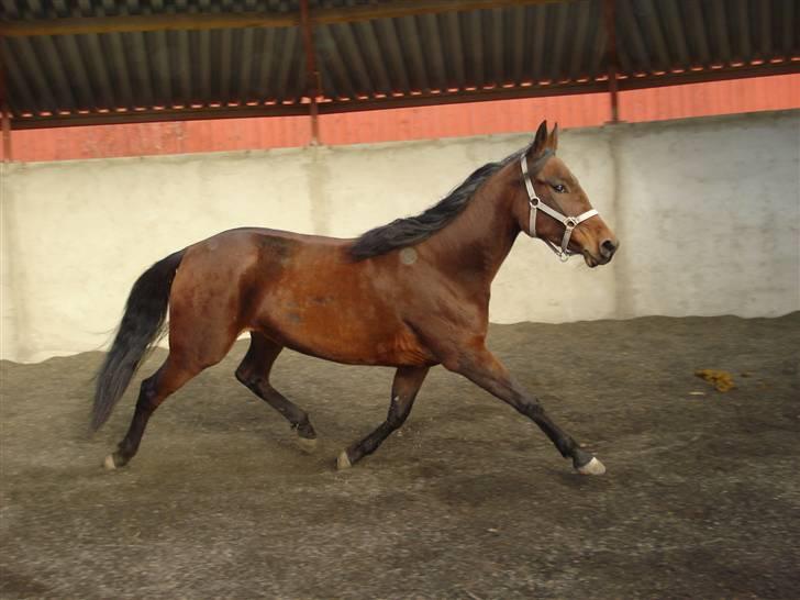 Traver Non Stop M. billede 7