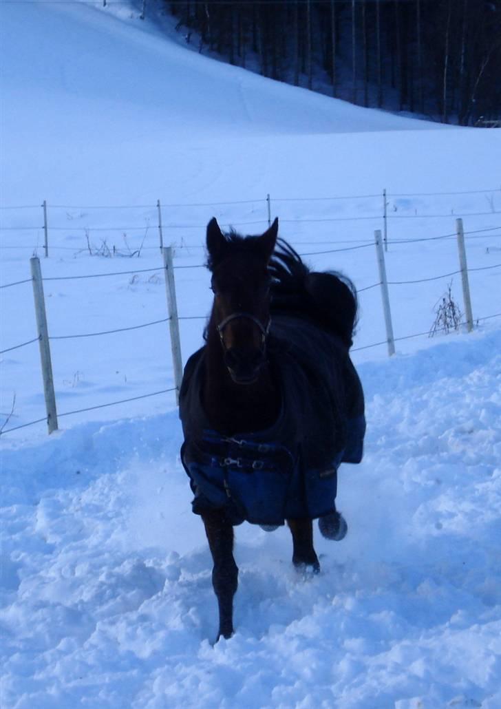 Traver Non Stop M. - innen trening billede 10