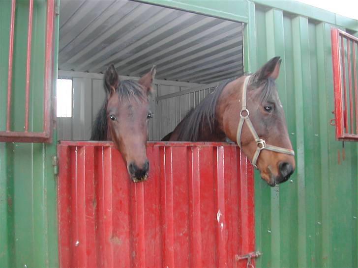 Traver Non Stop M. - Non stop dengang hun hed bøllefrø(inden hun blev sendt til danmark og fik sit navn) billede 11