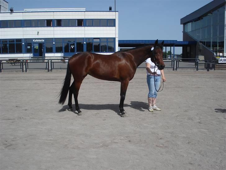 Traver Non Stop M. - Non stop inde i ringen sammen med mig og dommerne*NYT* billede 12