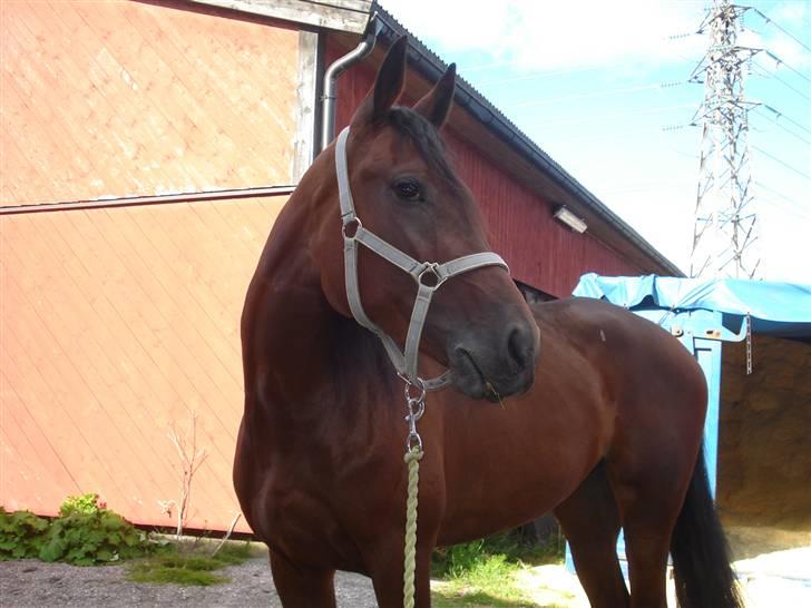 Traver Non Stop M. billede 16