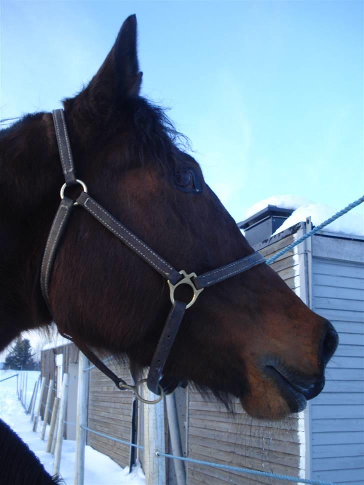 Traver Non Stop M. - nydelig jenta mi billede 18