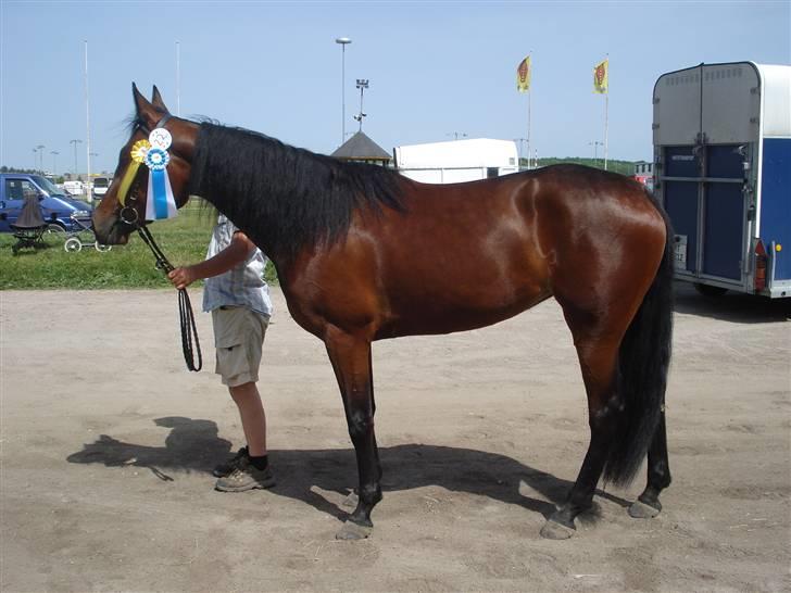 Traver Non Stop M. - Non stop med sine rosetter:) rosett for unghest af kvalitet 1:D *NYT* billede 19