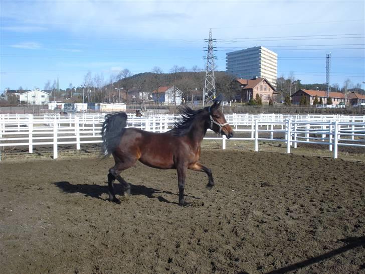 Traver Non Stop M. - kommer maden snart?? billede 20