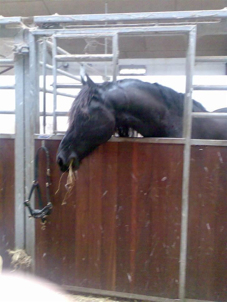 Frieser Dexter af Bjørnskov billede 3