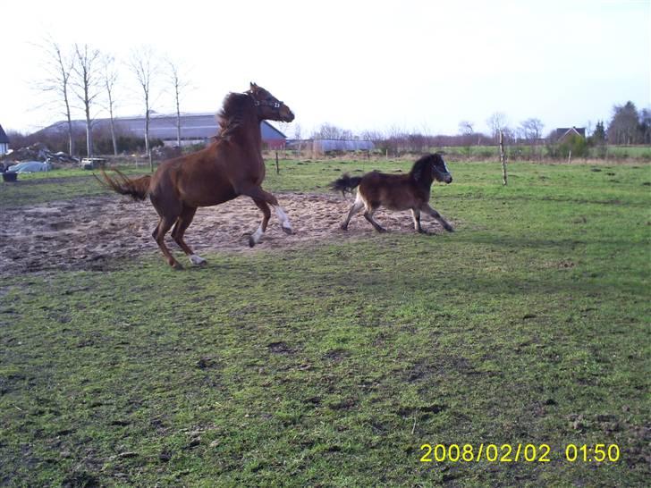 Arabisk fuldblod (OX) Indian Zila   - Zila ifol i 10. mdr. billede 14