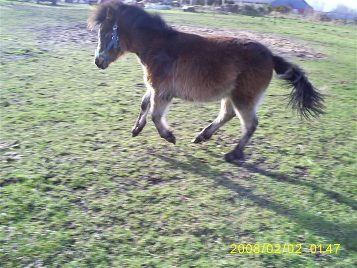 Anden særlig race Horus *SOLGT* billede 6