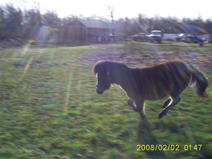 Anden særlig race Horus *SOLGT* billede 7