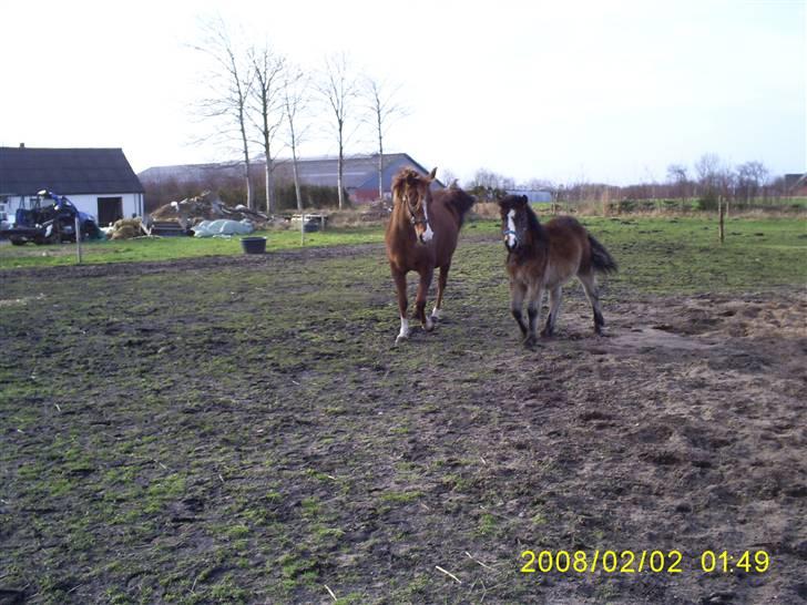 Anden særlig race Horus *SOLGT* billede 8