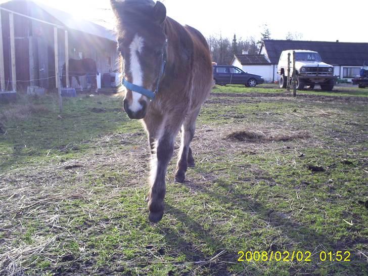 Anden særlig race Horus *SOLGT* billede 9