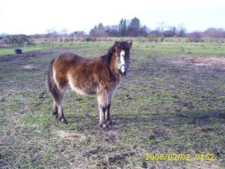 Anden særlig race Horus *SOLGT* - Horus Februar 2008 billede 10