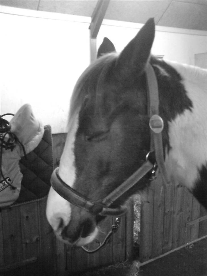 Pinto Speedy I I  - Træt ? <3 billede 7