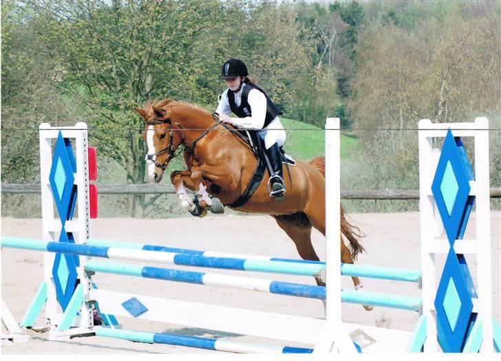 Anden særlig race BeautyButterfly-FlipSOLGT - BBF som 6-årig i LA. billede 14