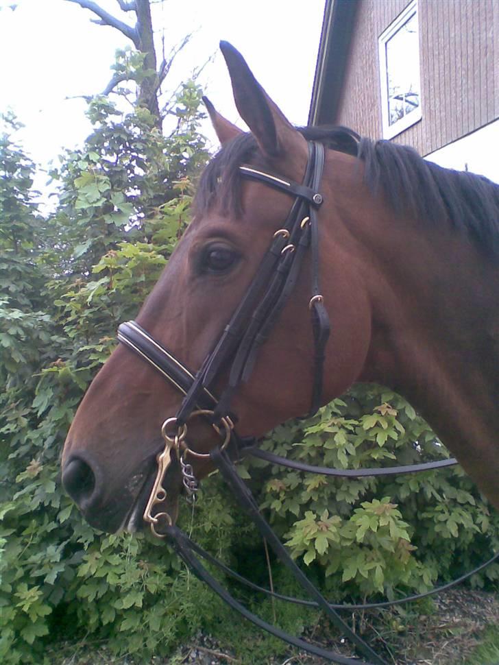 Dansk Varmblod Malays Fælledgård (solgt :-( - Malays sommeren 2007 billede 5