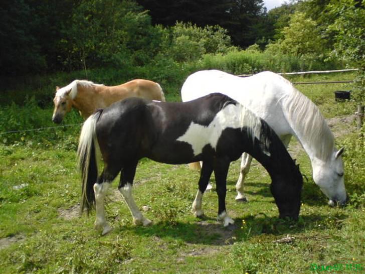 Anden særlig race Armarnis-Solgt :'( billede 14