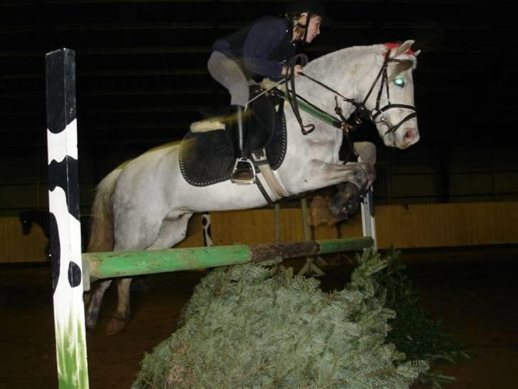 Welsh Pony (sec B) Nørgaardens Nico-SOLGT billede 1