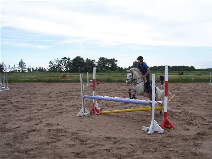 Welsh Pony (sec B) Nørgaardens Nico-SOLGT billede 2