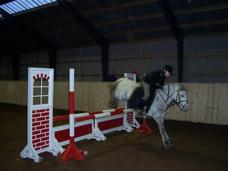 Welsh Pony (sec B) Nørgaardens Nico-SOLGT billede 3