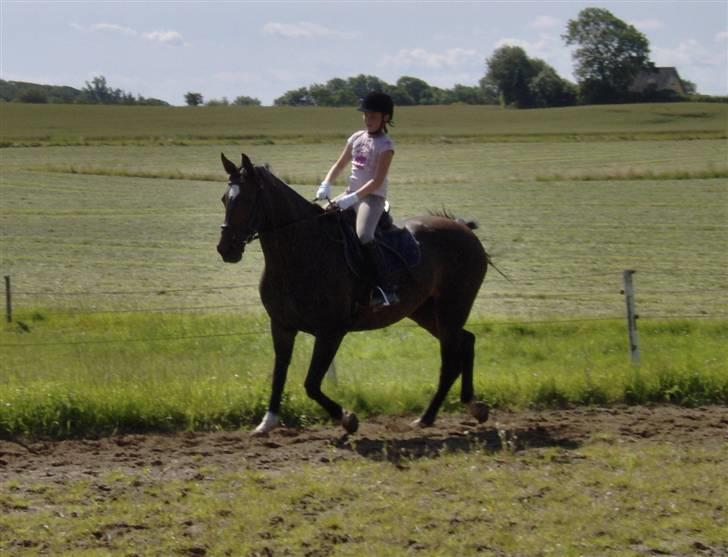 Dansk Varmblod Dia-Lex - Den første ridetur billede 2