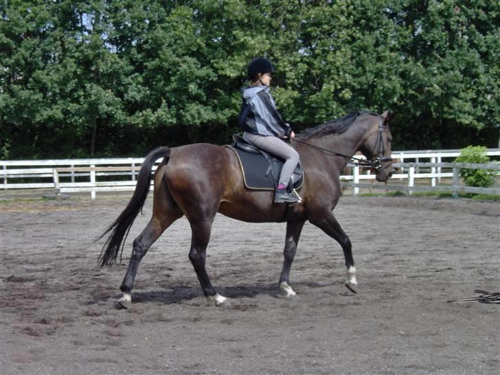 Dansk Varmblod Dia-Lex - En god ridetur billede 3
