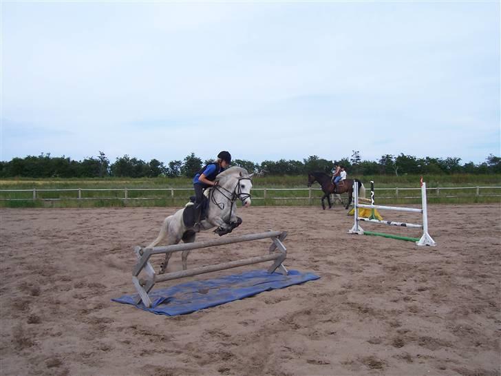 Welsh Pony (sec B) Nørgaardens Nico-SOLGT billede 4