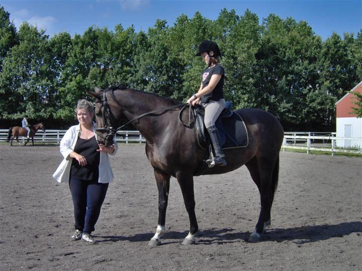 Dansk Varmblod Dia-Lex - Ride hygge billede 4
