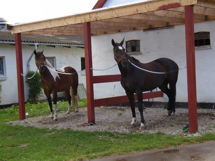 Dansk Varmblod Dia-Lex billede 5