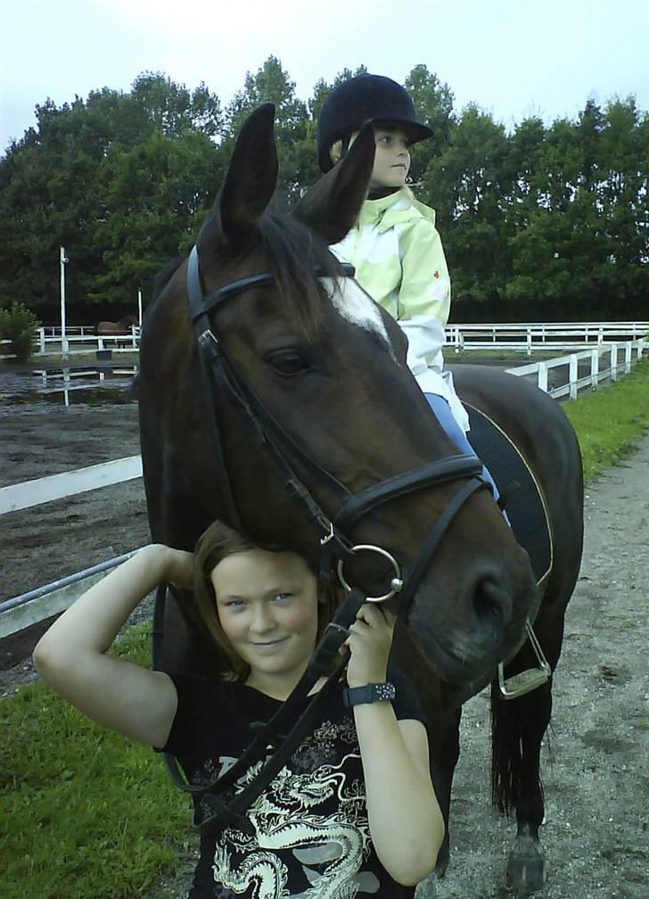 Dansk Varmblod Dia-Lex billede 6