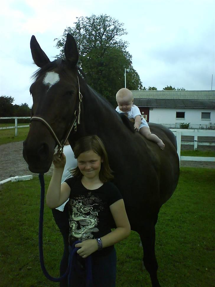 Dansk Varmblod Dia-Lex - Min lillebrors første ridetur billede 7