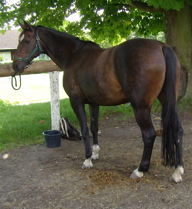 Dansk Varmblod Dia-Lex billede 8