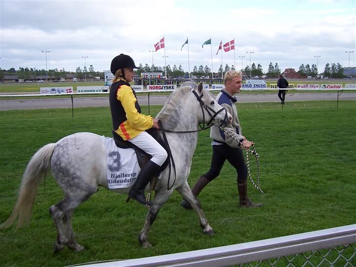 Welsh Pony (sec B) Nørgaardens Nico-SOLGT billede 5