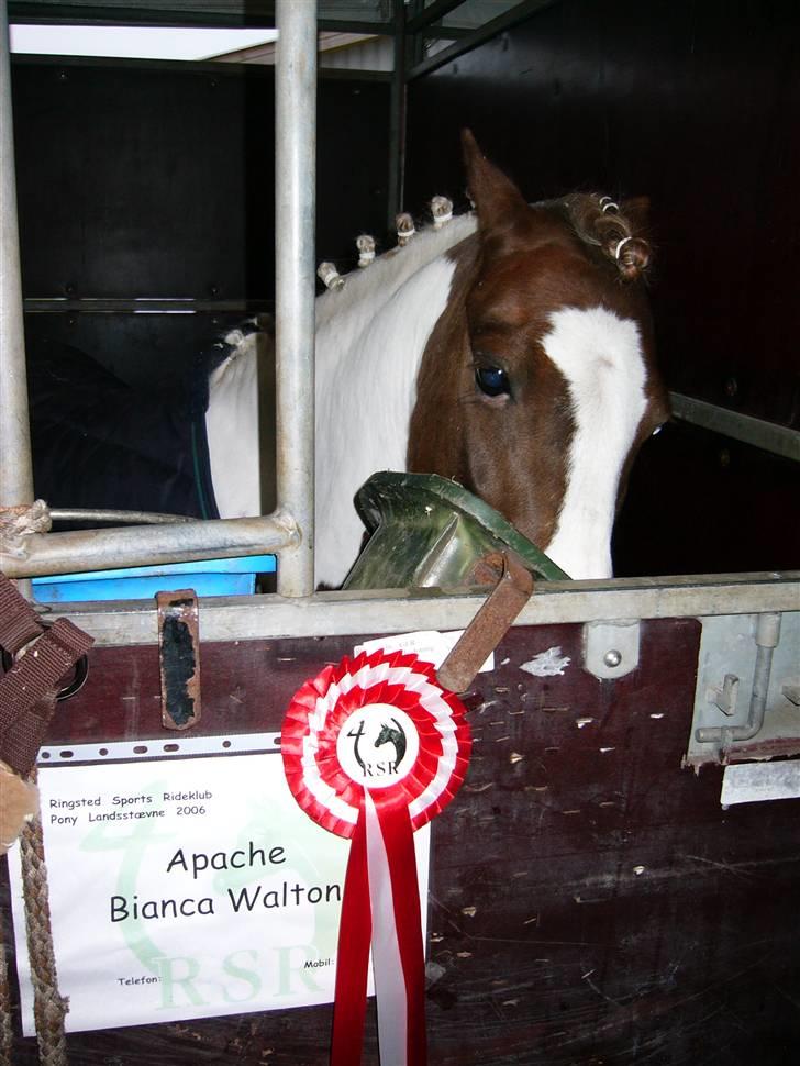 Welsh Pony (sec B) Apache - plaketterne, de to største er fra DM o6 ;b  billede 13
