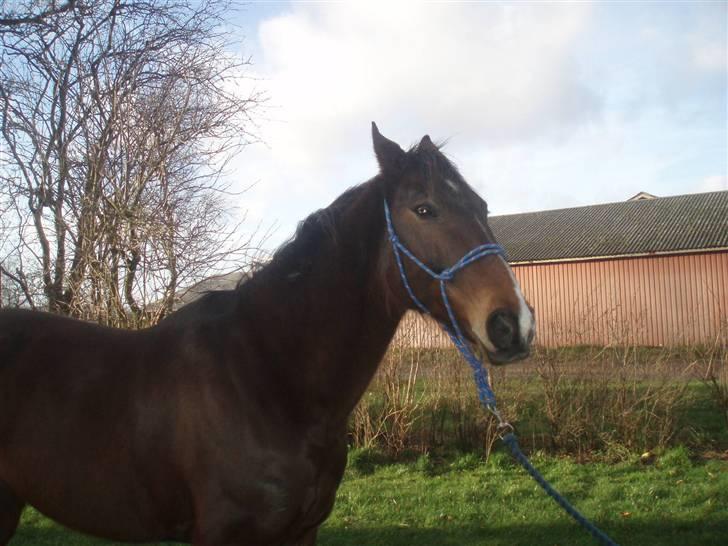 Traver By Densi Print  - Hør.. billede 13