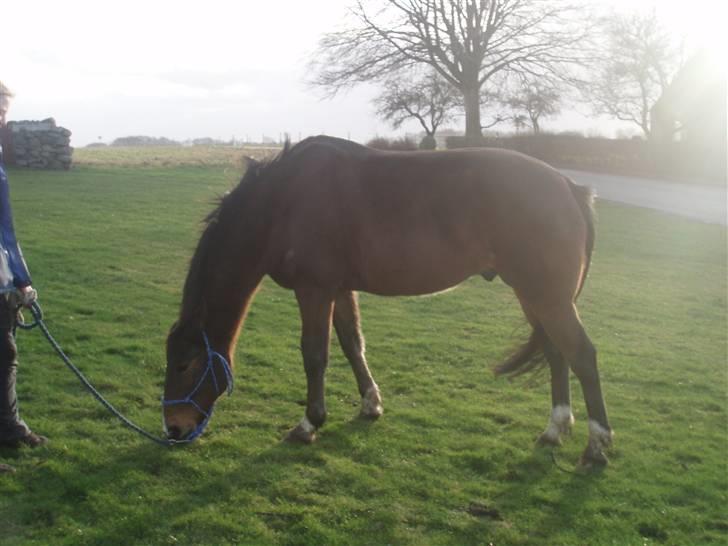 Traver By Densi Print  - græs ;) billede 15