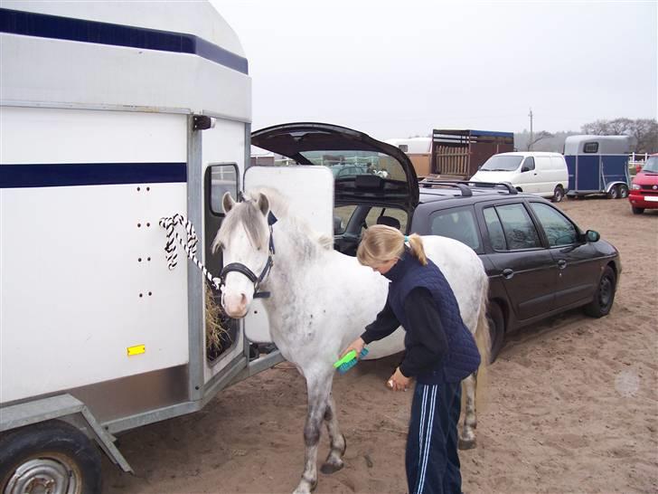 Welsh Pony (sec B) Nørgaardens Nico-SOLGT billede 6